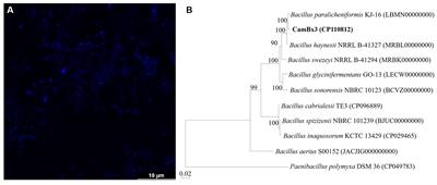 Genome-based approach to evaluate the metabolic potentials and exopolysaccharides production of Bacillus paralicheniformis CamBx3 isolated from a Chilean hot spring